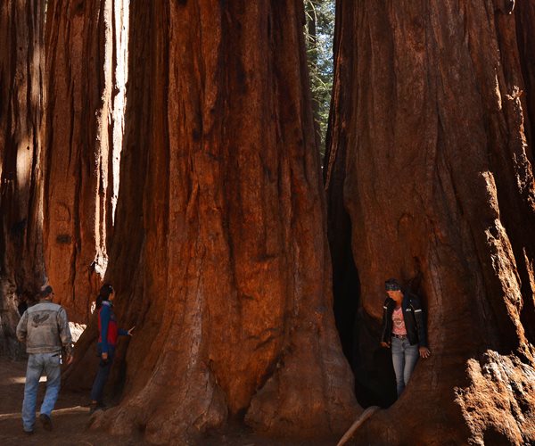 Group Clones California Giant Trees to Combat Climate Change