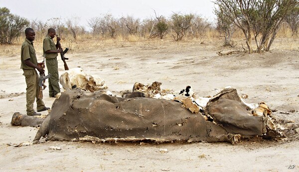 300 Zimbabwe Elephants Poisoned by Poachers at Game Park