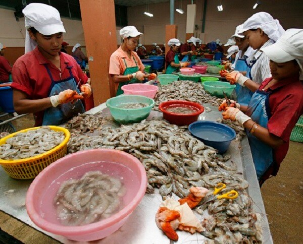 Shrimp Peeled by Slaves Being Relished at Your Holiday Party?