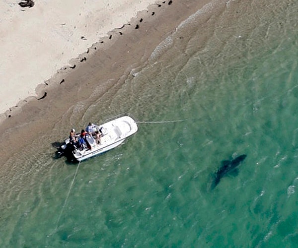 Great White Sharks in Cape Cod Rising in Population