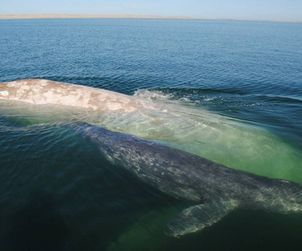 Whale, 'Gallon of Milk,' Spotted Off Mexico Coast for First Time in Years