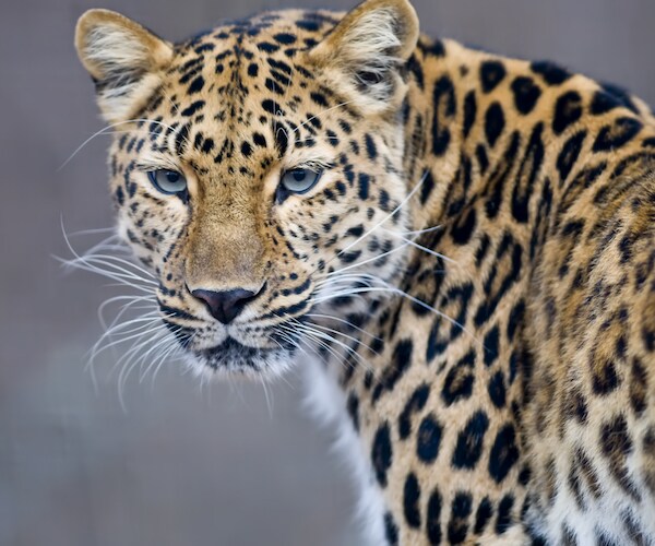 Leopards Kill Children in India