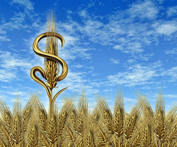 single wheat plant in the shape of a dollar sign 