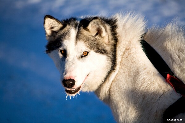 American Dogs' Ancestry: Only Alaskan Breeds Truly American, Study Shows