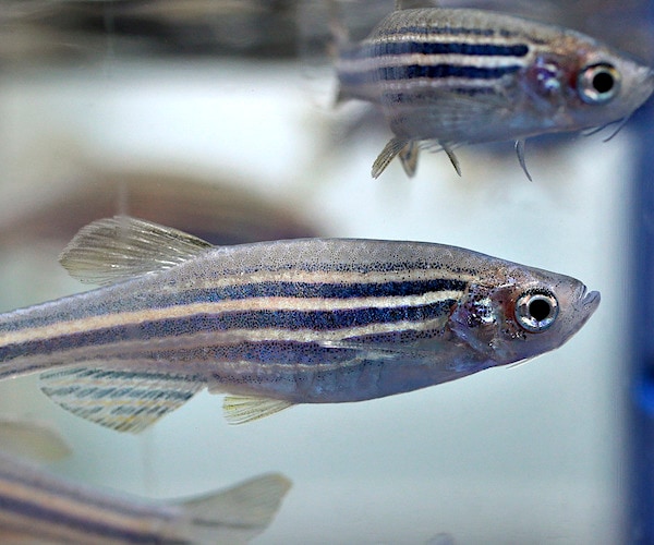 zebrafish swim in a container at a laboratory at boston children's hospital