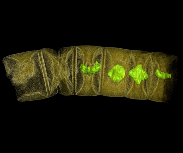 Oldest Plants Discovery in India Hacks at Roots of Tree of Life