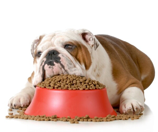 English bulldog straddles food bowl with chin on food