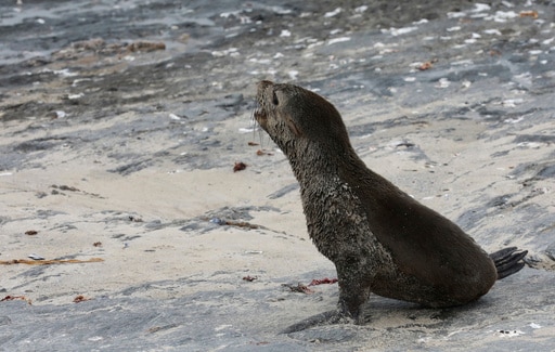 Scientists in South Africa Say They Have Identified the First Known Outbreak of Rabies in Seals