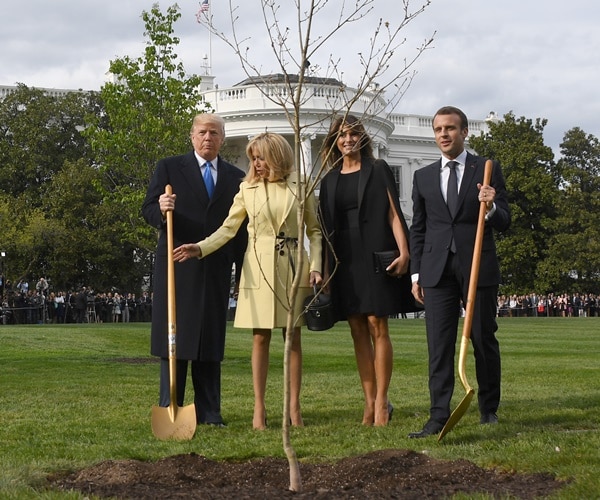 Mystery Solved: Why Trump-Macron Friendship Tree Vanished