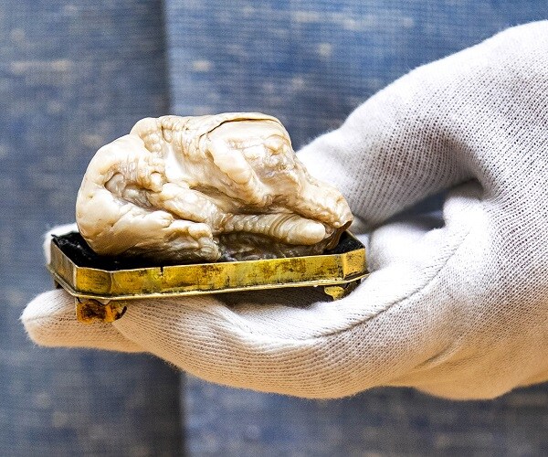 'Sleeping Lion' Pearl Goes for $374,000 at Auction