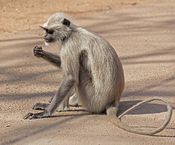 Baby Dies After Monkey Steals It, Drops It In a Well