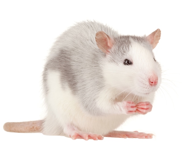 Rat Virus: Outbreak of Seoul Virus Linked to Pet Rats