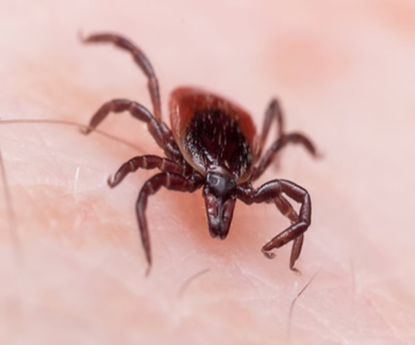 How to Protect and Prevent Lyme Disease