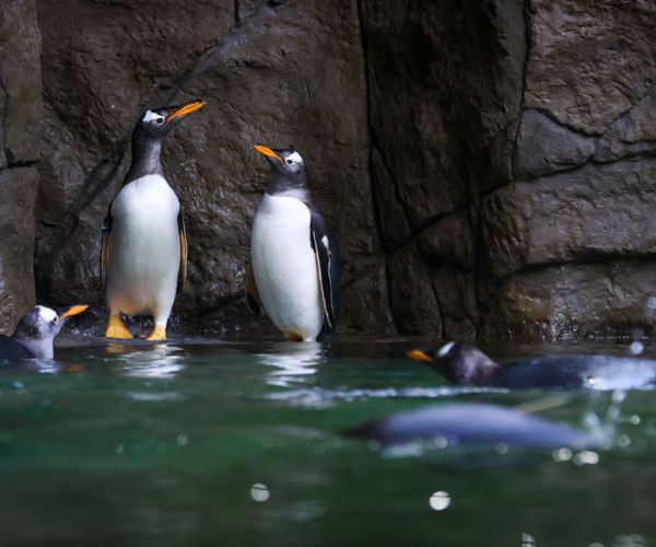 Two Gay Penguin Couples Formed During Nesting Season at Melbourne Aquarium