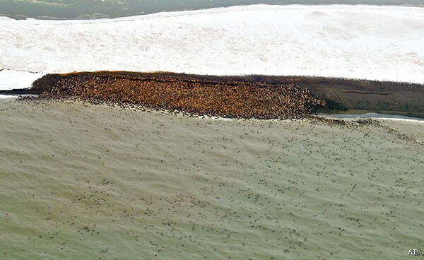 10,000 Walrus Invade Alaska Coast as Sea Ice Disappears