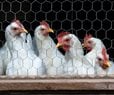 Bird Flu Kills 20M Chickens, Drives High Egg Prices