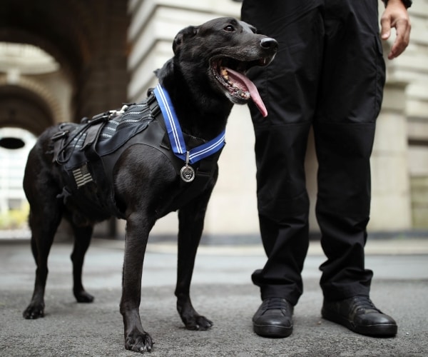 Hurricane, WH’s Most-Decorated K-9, Dead at 15