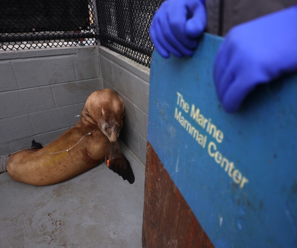 Toxic Algae Sickens Dozens of Marine Animals in LA