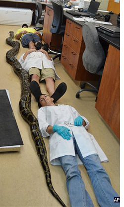 Python-19-feet-Florida-250-AP-(1).jpg